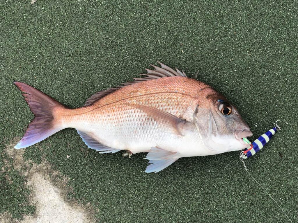 【釣行記録】7月4日、ショアジギング、釣果 真鯛1匹+α、使用ルアーは、ジグパラ ショート あとパニックサビキでお遊び