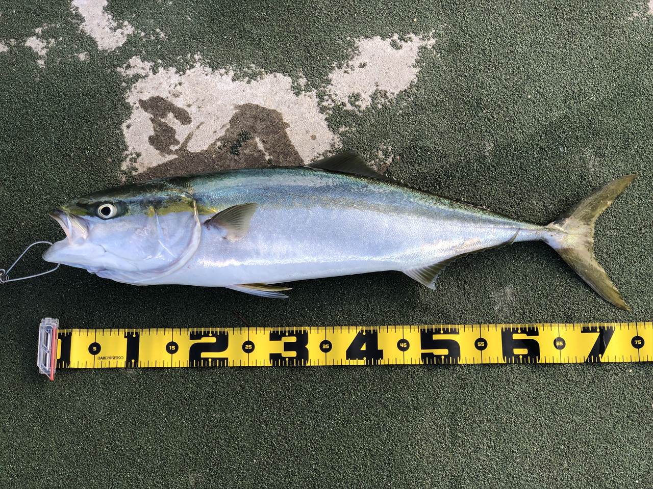 釣行記録 10月11日サビキ釣り 泳がせ釣り 釣果 アジ1匹 ハマチ1匹 アミエビ 中国産 ある釣り人の備忘録